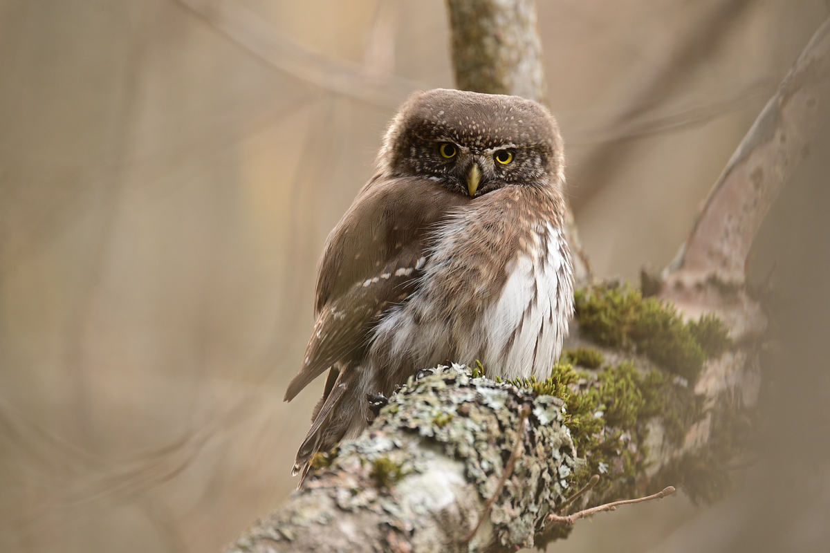 Opening of the 2023 call for projects of the Human - Wildlife Initiative in France