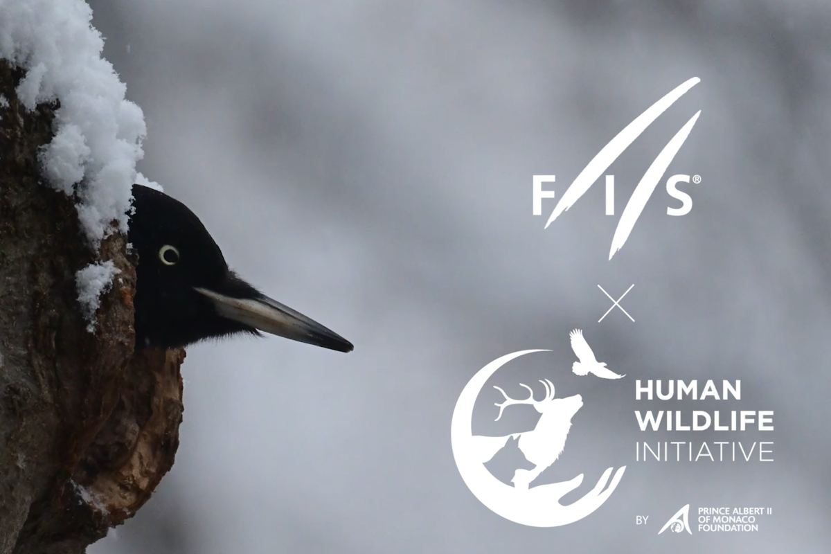 Partenariat avec la FIS pour promouvoir la biodiversité dans les sports de neige
