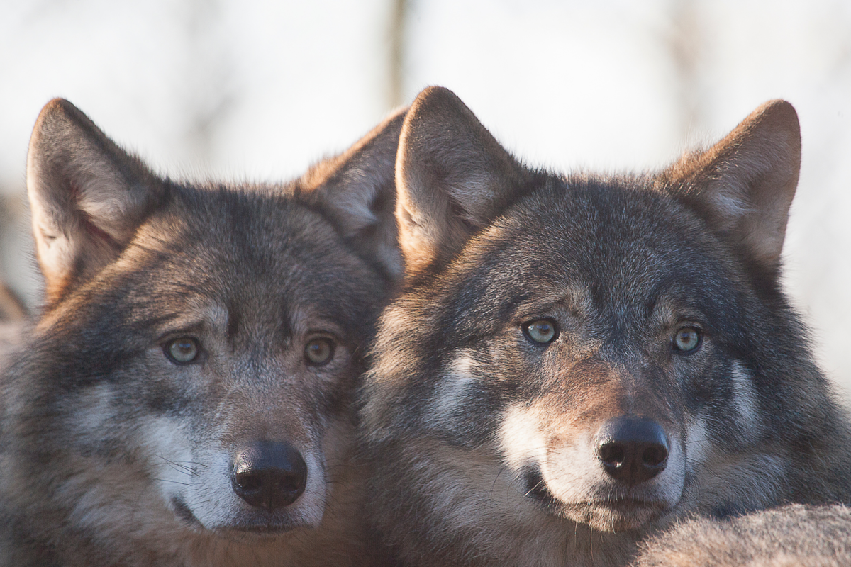 Nuevo « plan lobo »  2024-2029