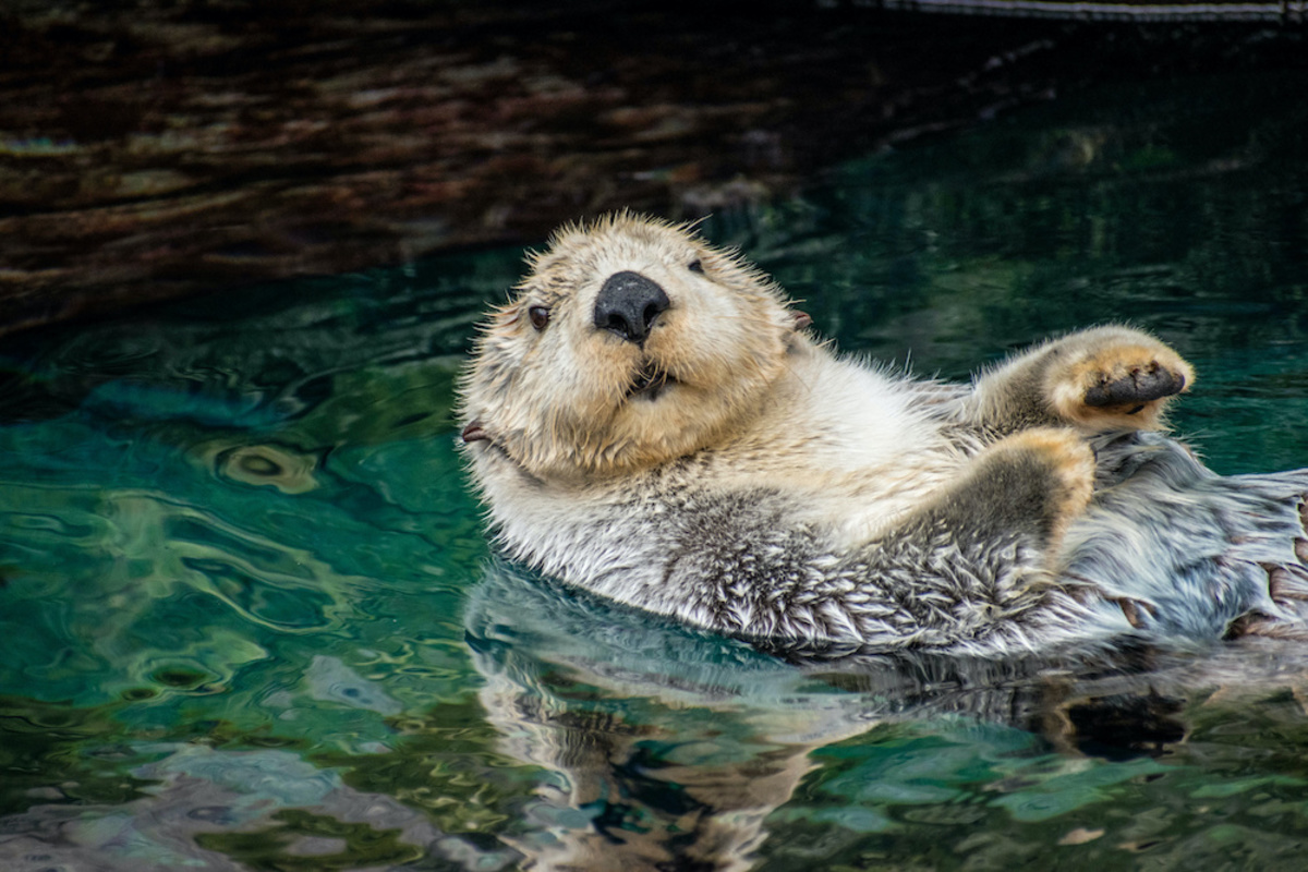 15e Congrès International de la Loutre UICN/SSC