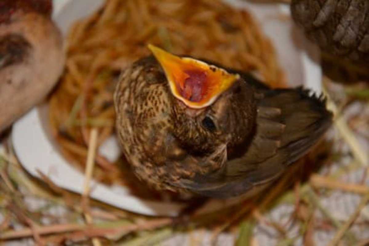 First Wildlife Care Centre in the Alpes-Maritimes