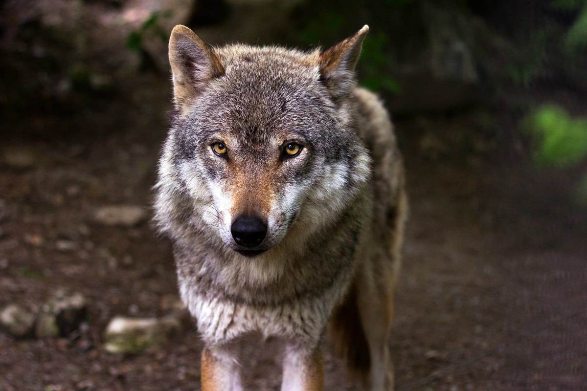 Apertura de la convocatoria de proyectos 2022 de la Iniciativa Humanidad - Fauna Silvestre