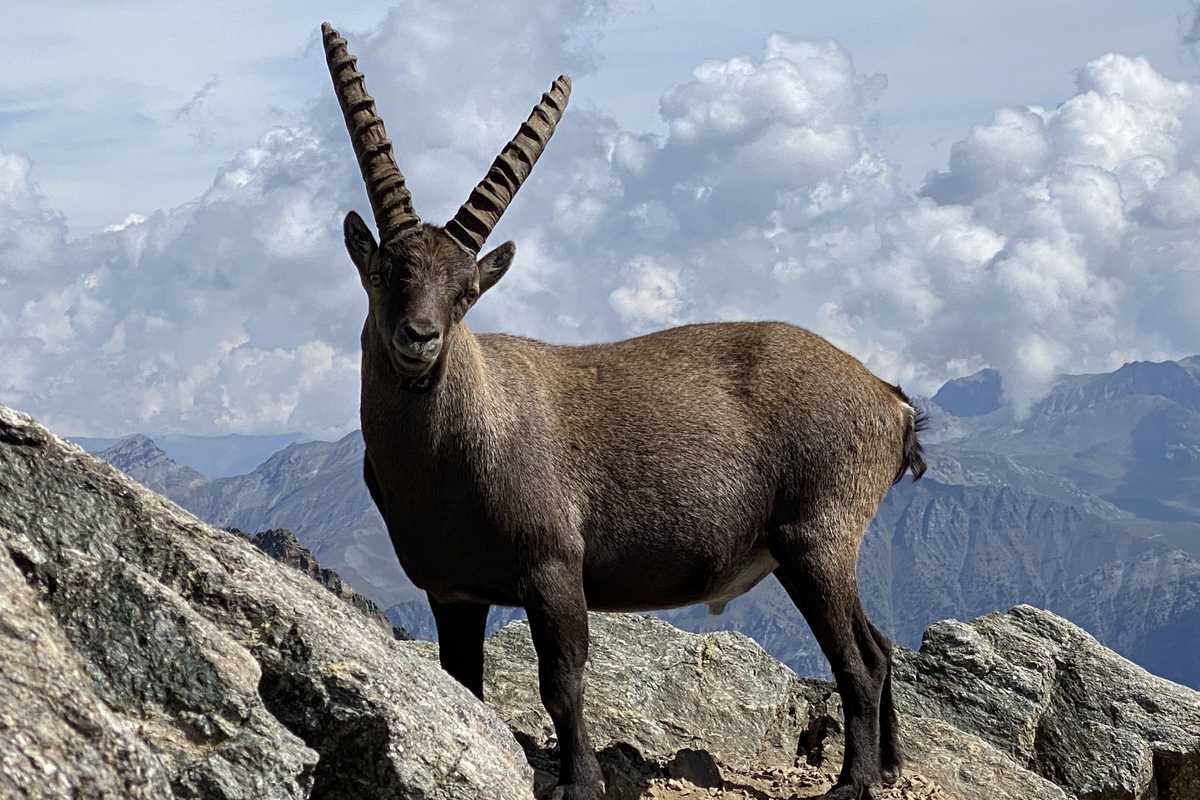 Initiative for Human-Wildlife cohabitation in the PACA region - Call for projects