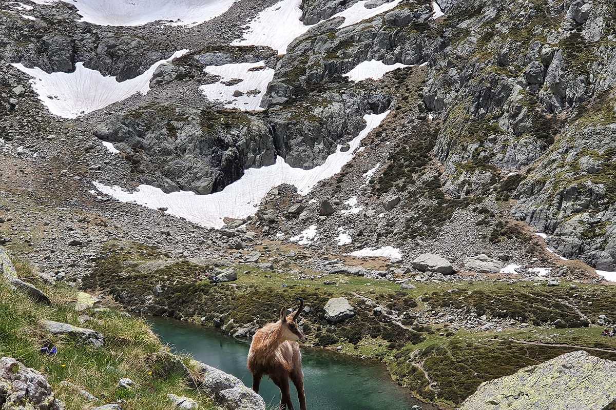 Human - Wildlife Initiative: Extension of call for projects