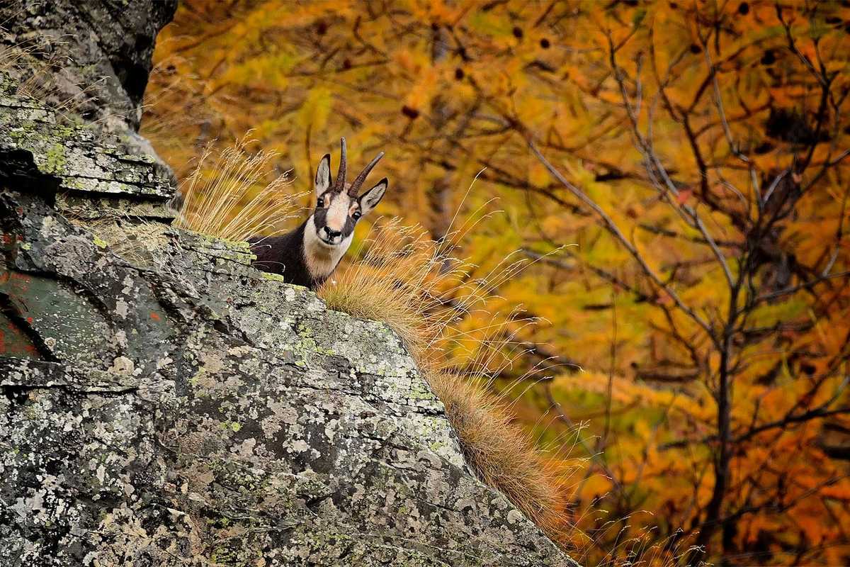 The Human - Wildlife Initiative launches its second call for projects