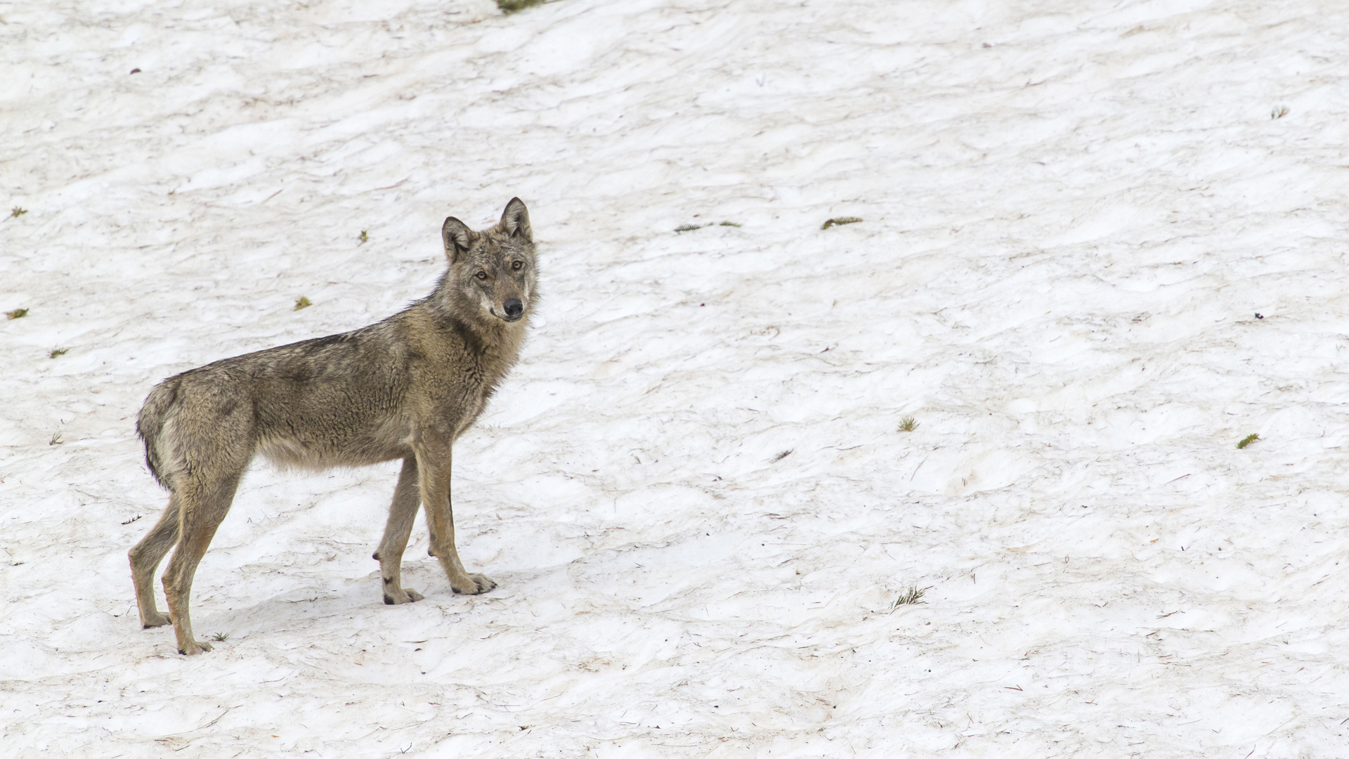 Percepción de la población de lobos y su dieta por parte de los actores locales (criadores, cazadores y naturalistas) en la región de la Montaña Sainte-Victoire: comparación con datos obtenidos a través de monitoreo científico.