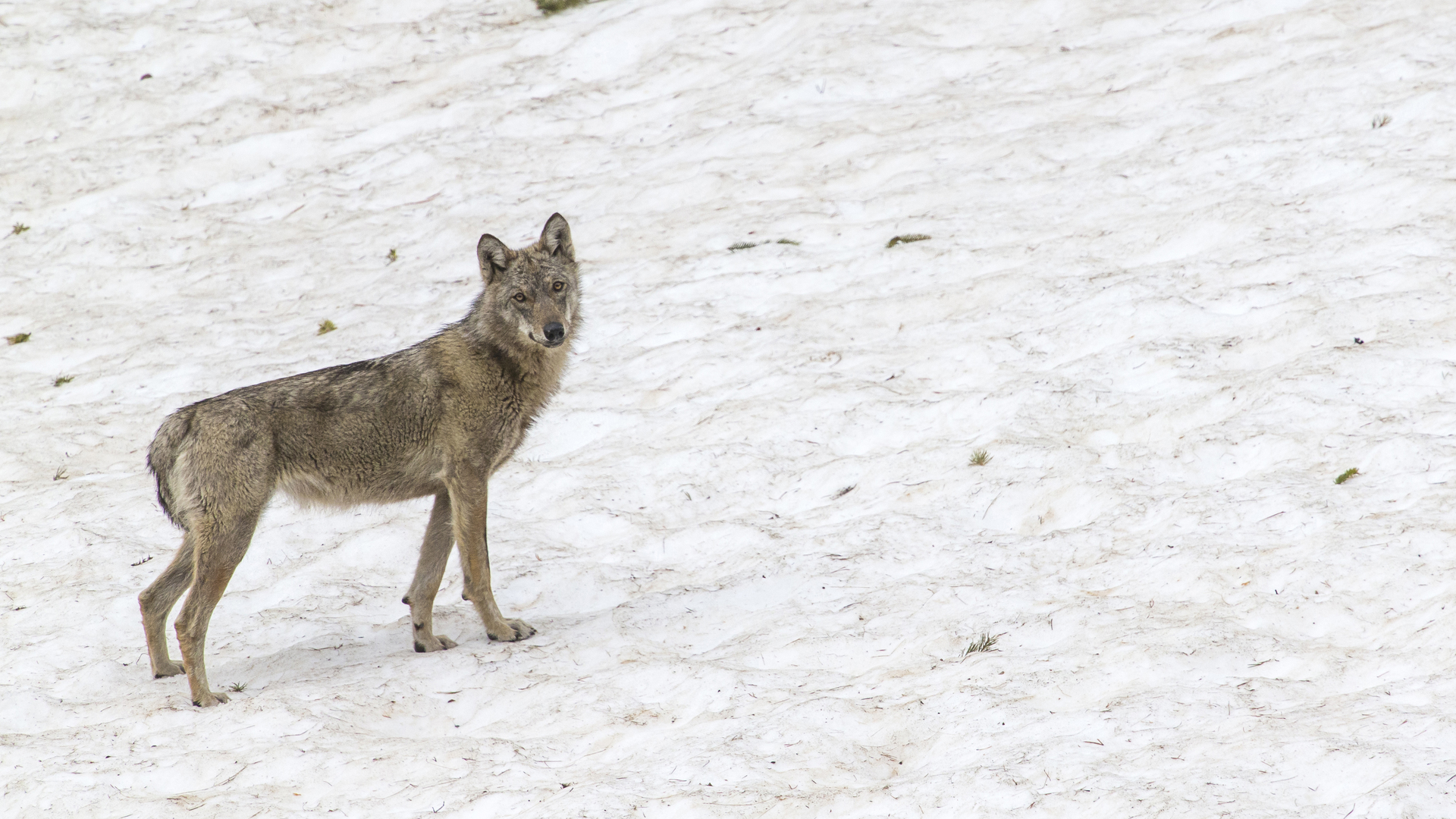 Perception par les acteurs locaux (éleveurs, chasseurs et naturalistes) de l’étendue de la population de loups dans le massif de la Sainte-Victoire, et de son régime alimentaire : comparaison avec les données obtenues par suivi scientifique