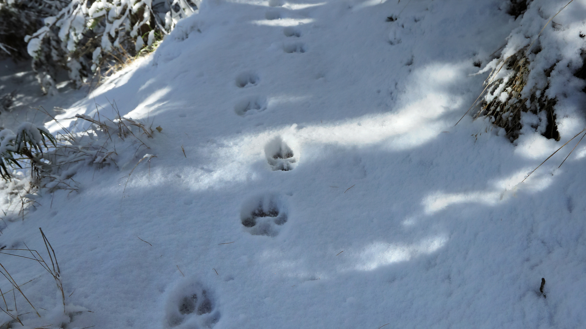 Monitoring wolf packs in the Boréon / Valdeblore / Venanson / Madone area to understand the movements, use of space and distribution of the packs present