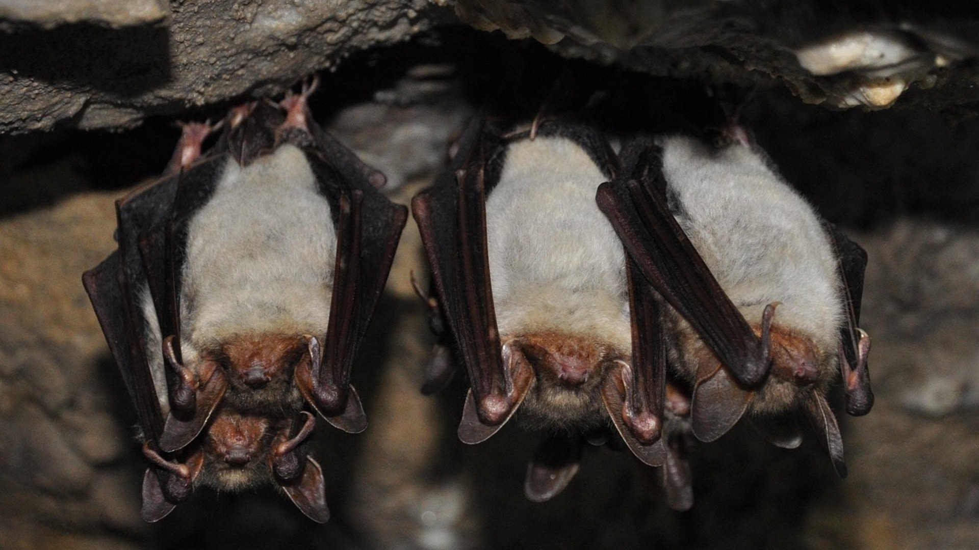 Rendez-nous nos chauves-souris ! 