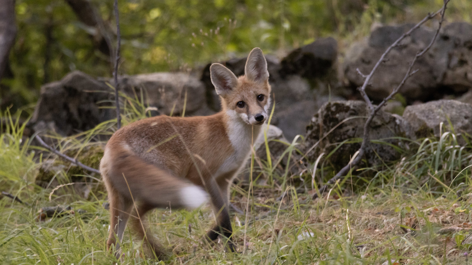 Towards a better understanding of the damage caused by Red Fox and small mustelids on farms in the Provence-Alpes-Côte d'Azur region