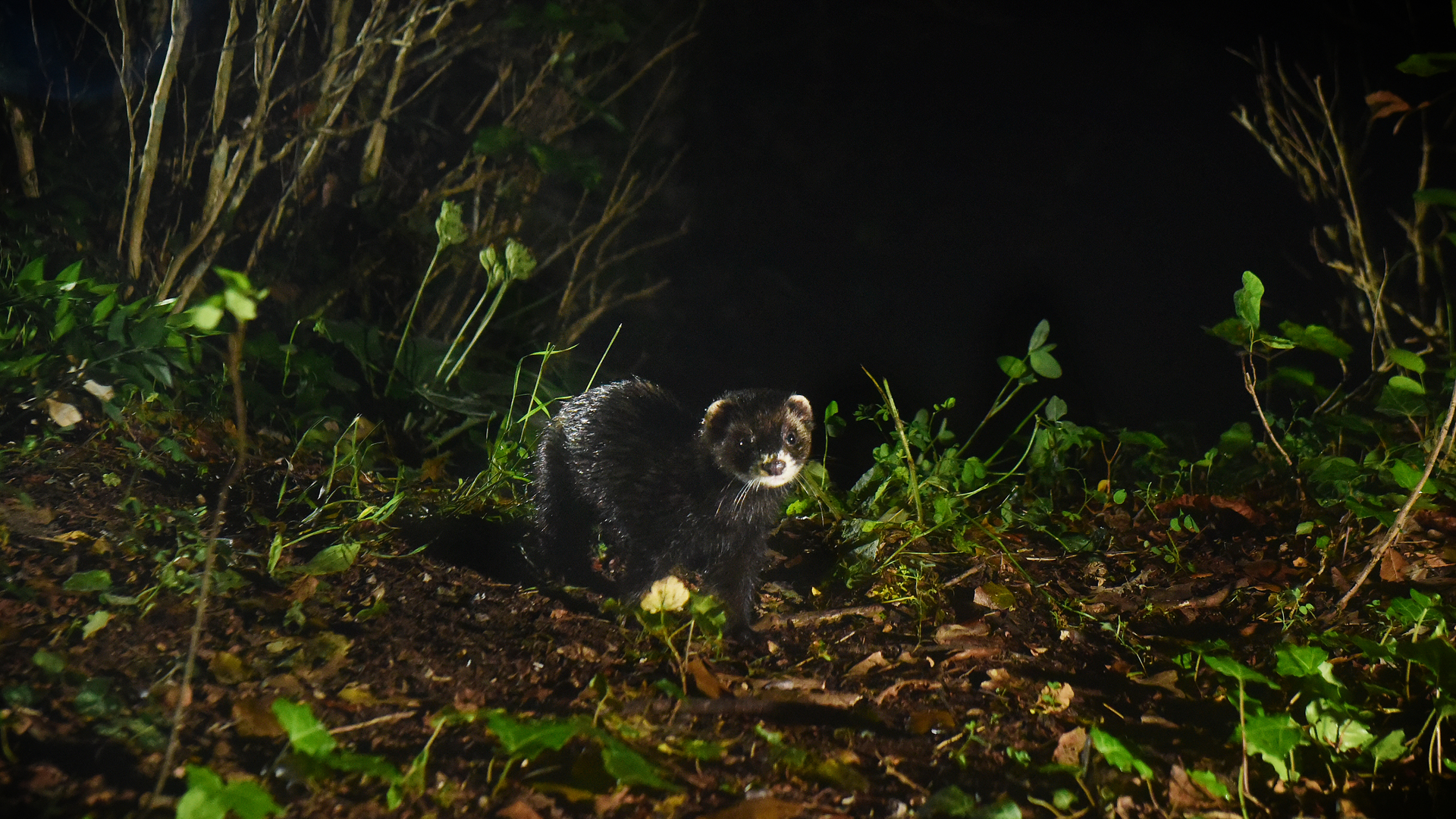 Monitoring of new mammals discovered in the Mercantour 