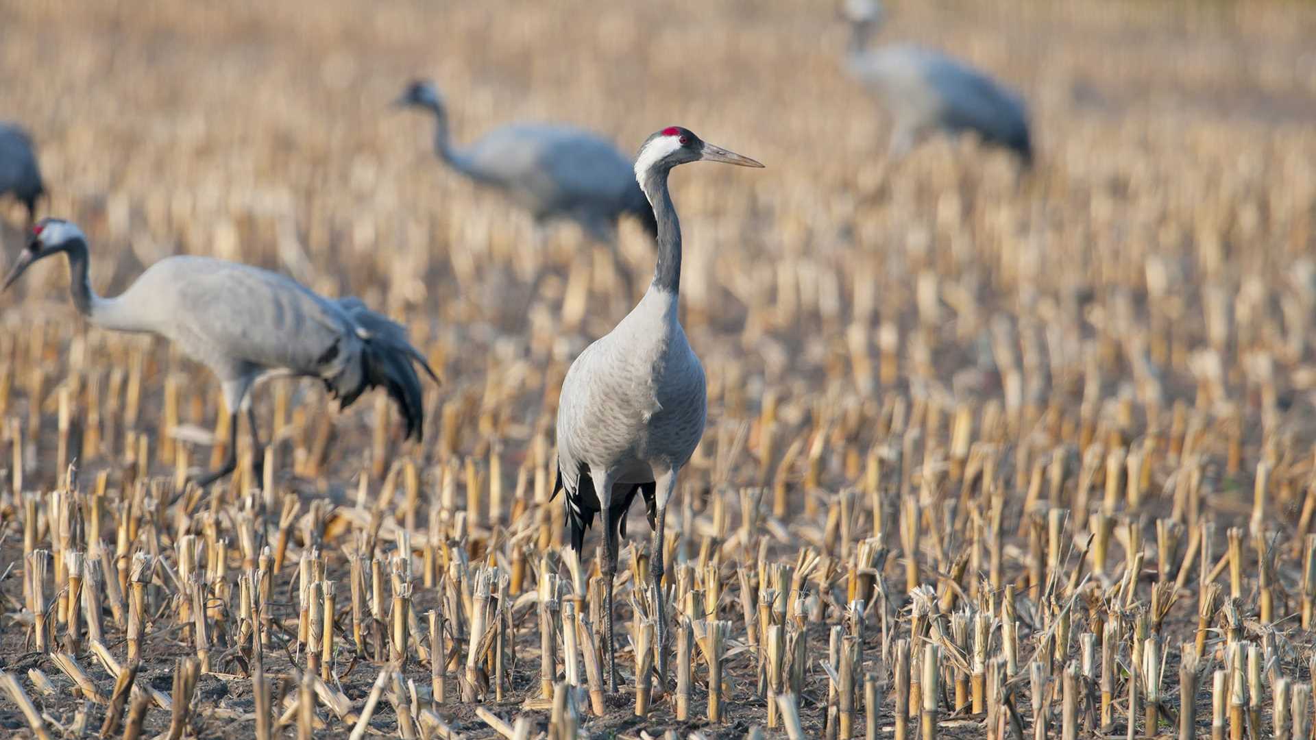 Atténuation et prévention des dégâts causés par les grues cendrées sur les cultures en Camargue