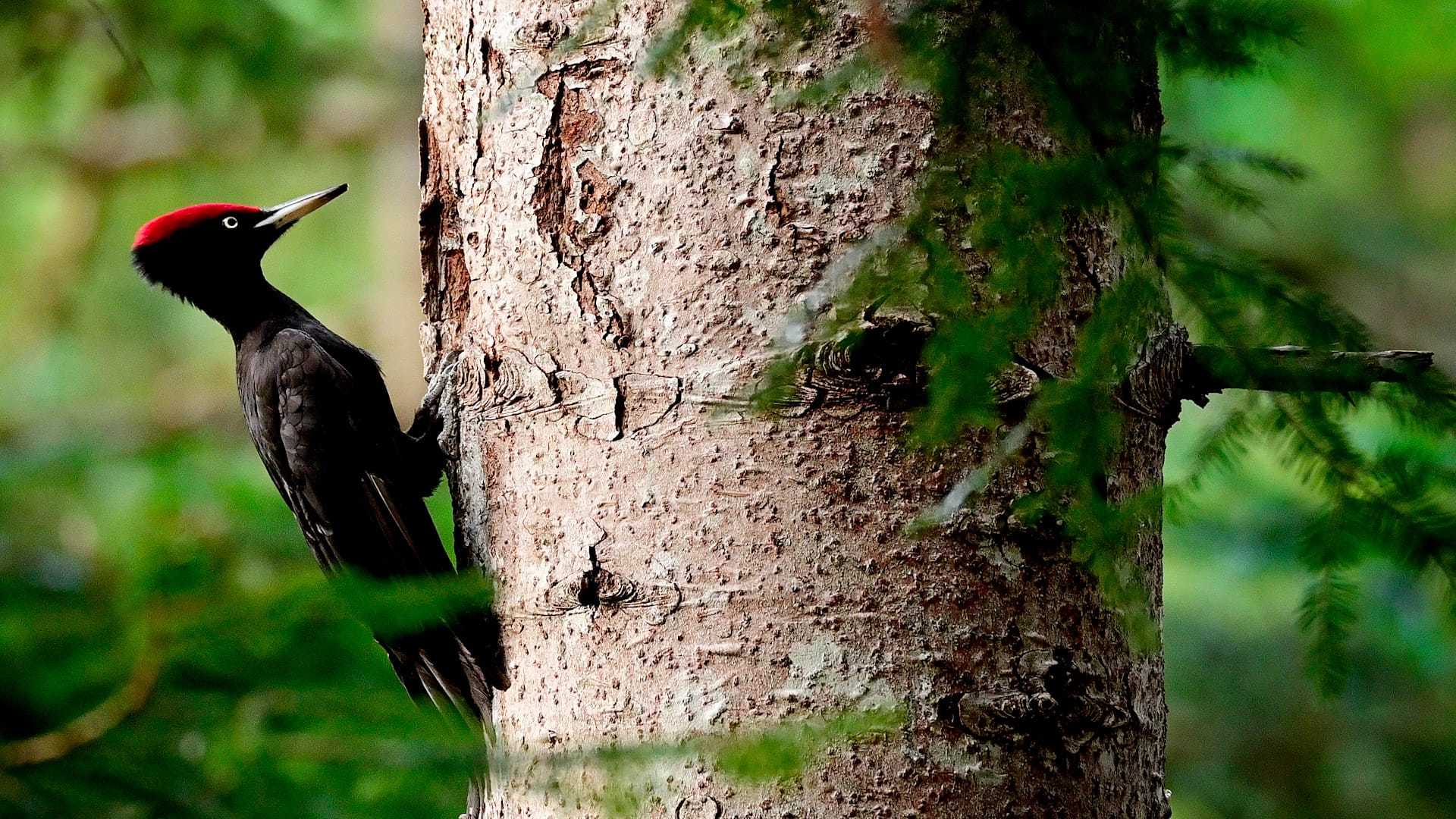 Sendero de interpretación y comunicación de la reserva biológica dirigida del Bois des Ayes