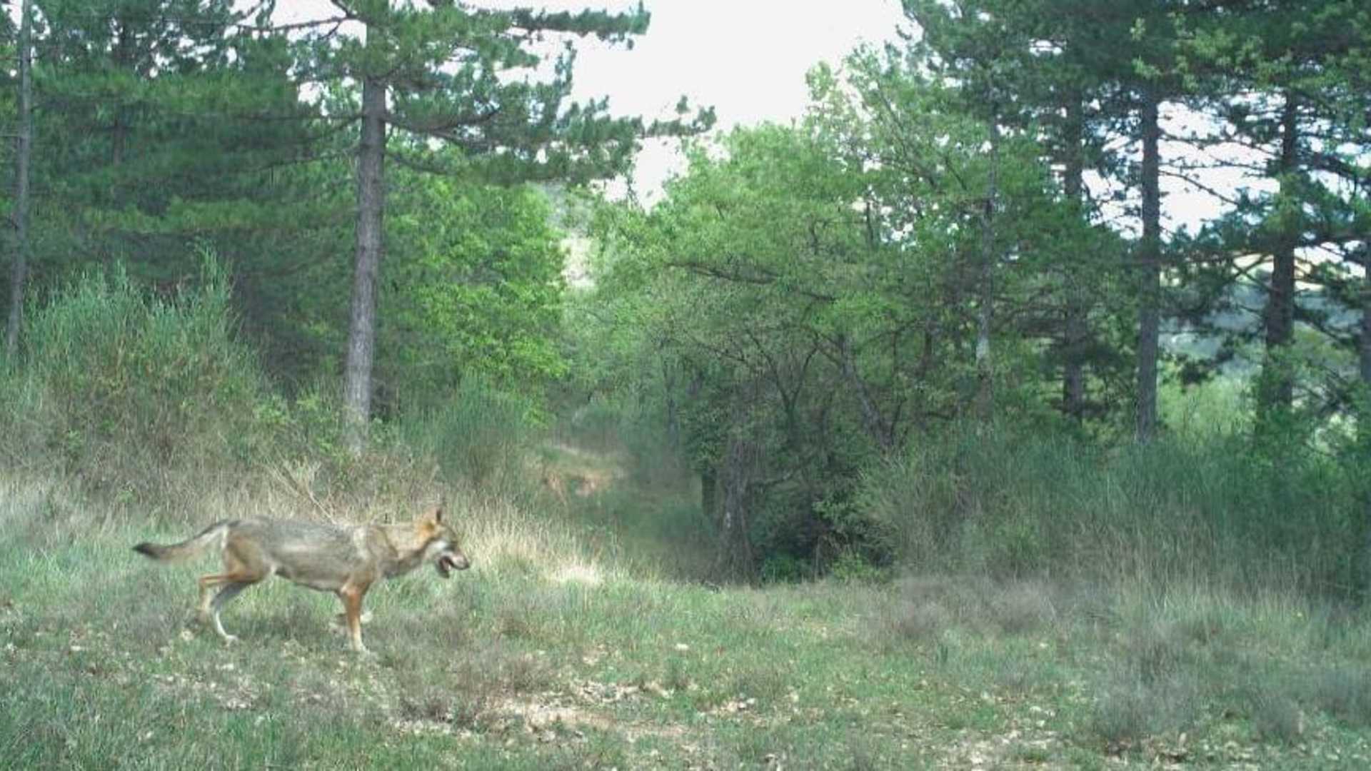 Desarrollo de herramientas de comunicación para la mediación territorial entre el lobo y la ganadería en el Parque Natural Regional de Luberon.