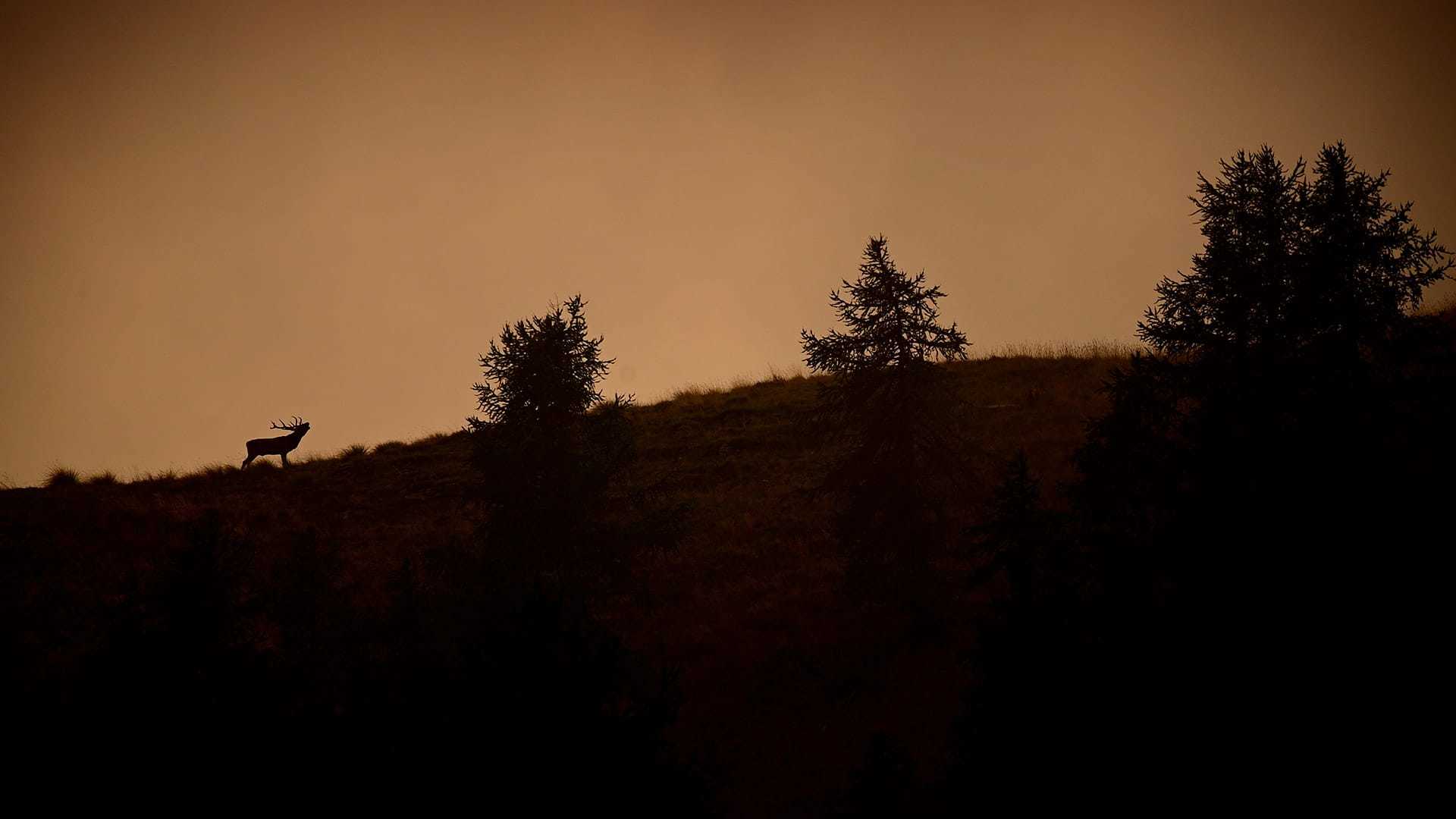 Faune sauvage de nos vallées 