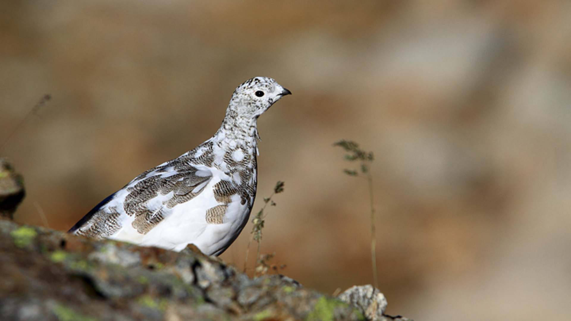 Improving knowledge and awareness of the preservation of mountain galliformes in the Alpes-Maritimes