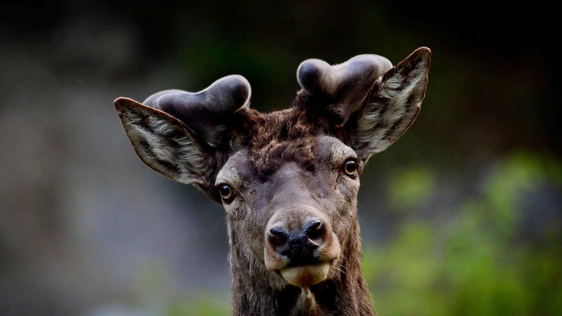 Cerf élaphe  Parc national du Mercantour