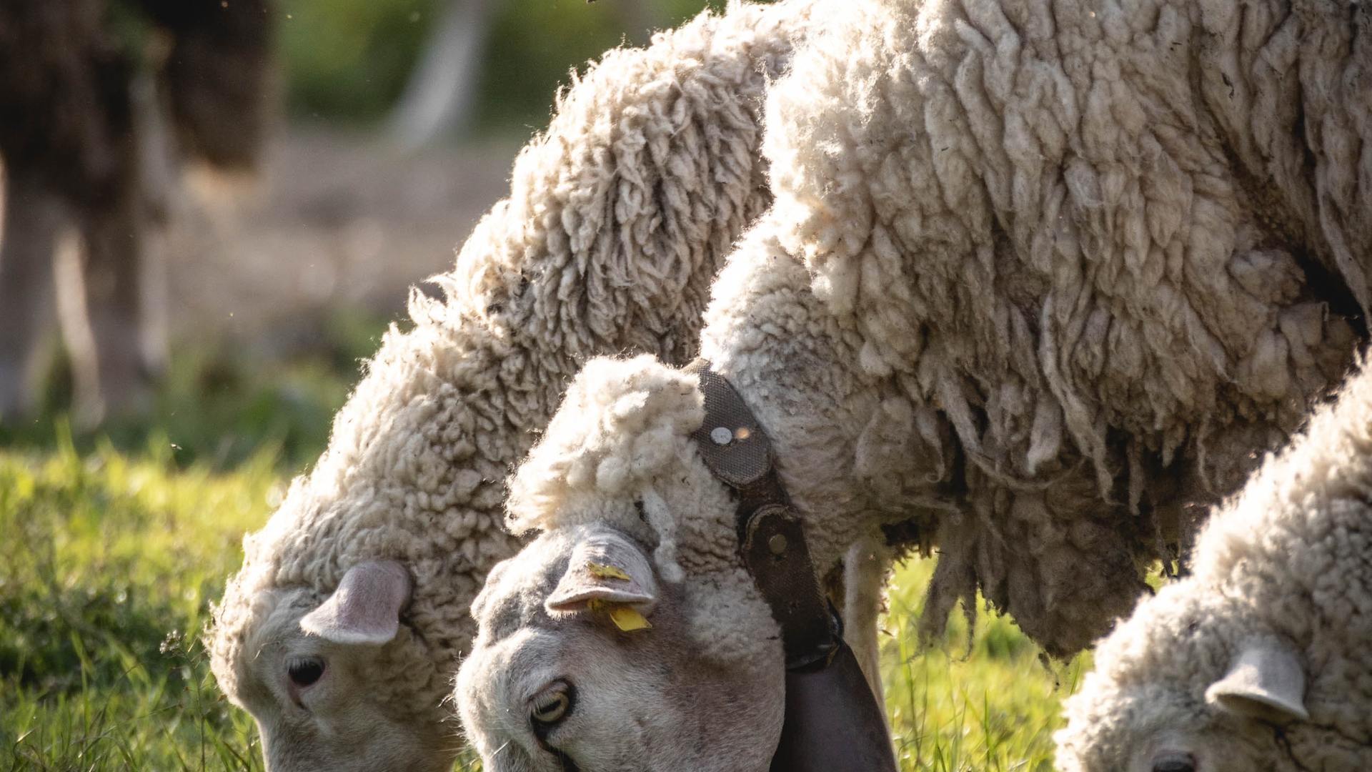 Study of the perceptions, attitudes and motivations of farmers on the conservation of scavenger vertebrates in the Southern Alps 