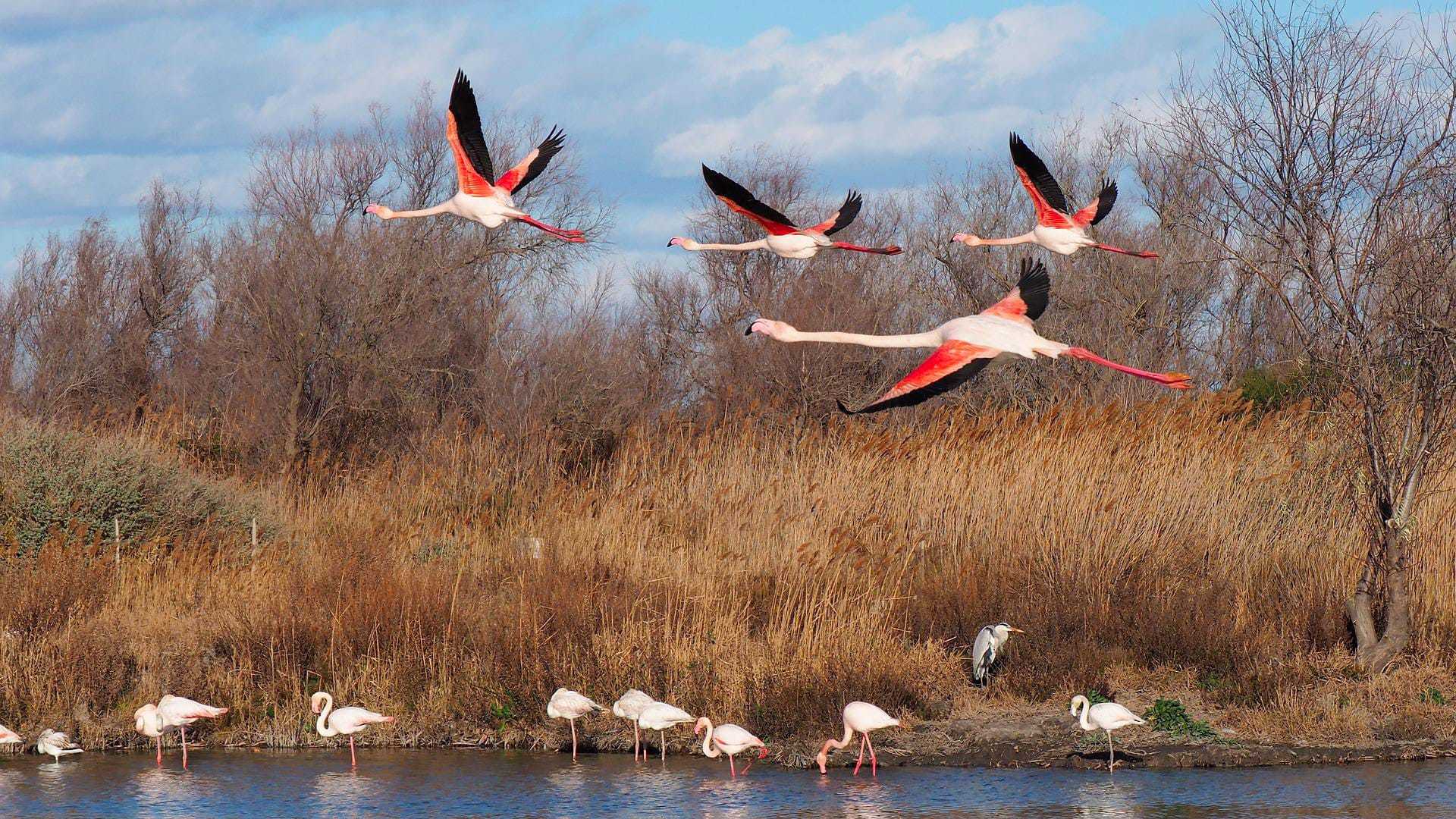 Reflecting and Acting for Human-Wildlife Coexistence in Biodiversity Areas: Example of the Camargue (PACTE Camargue Project)  