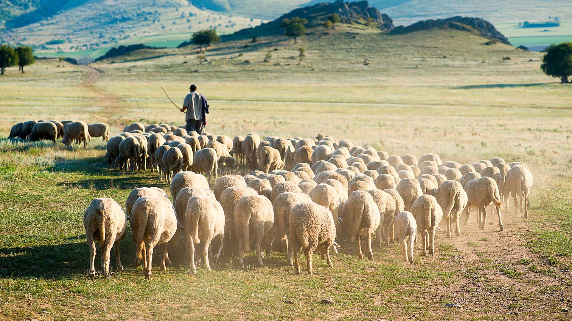 Percepción de los actores locales hacia los vertebrados carroñeros en la región de PACA- continuación y aplicación de un estudio inicial