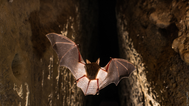 Etude du conflit d’usage hommes chauves-souris sur la presqu’île de Giens. Définition d’une stratégie de conservation de la colonie avec les usagers et les acteurs locaux par de la concertation