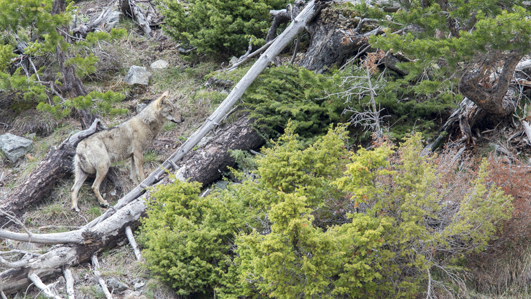 Open Science for Living with Wolves 