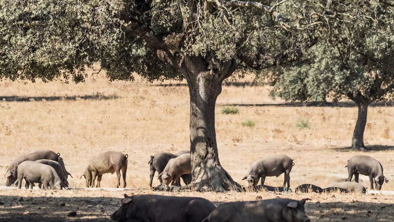 Coexistence in the Geopark 
