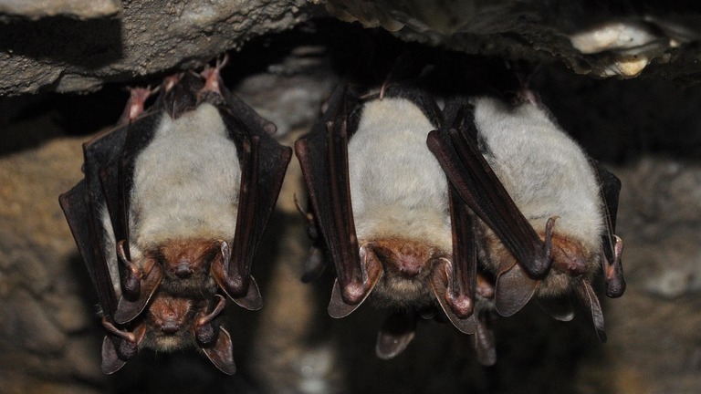 Rendez-nous nos chauves-souris !
