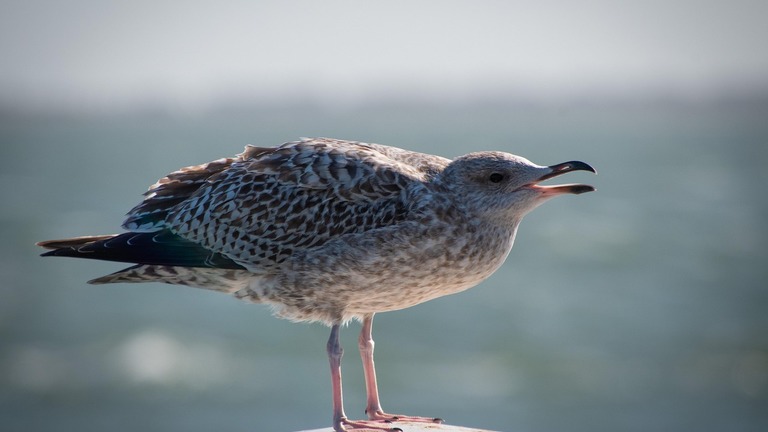 Improving cohabitation between the Yellow-legged Gull and humans in the southern Provence-Alpes-Côte d'Azur region