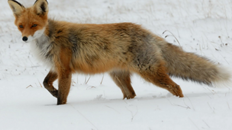 Towards a better understanding of the damage caused by Red Fox and small mustelids on farms in the Provence-Alpes-Côte d'Azur region