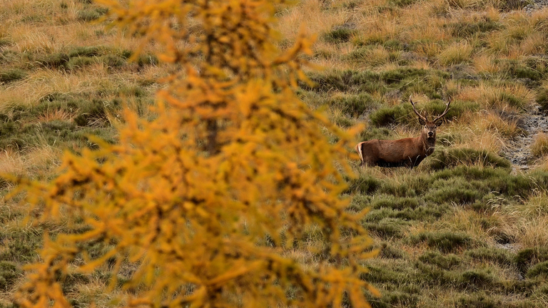 Les esprits animaux 