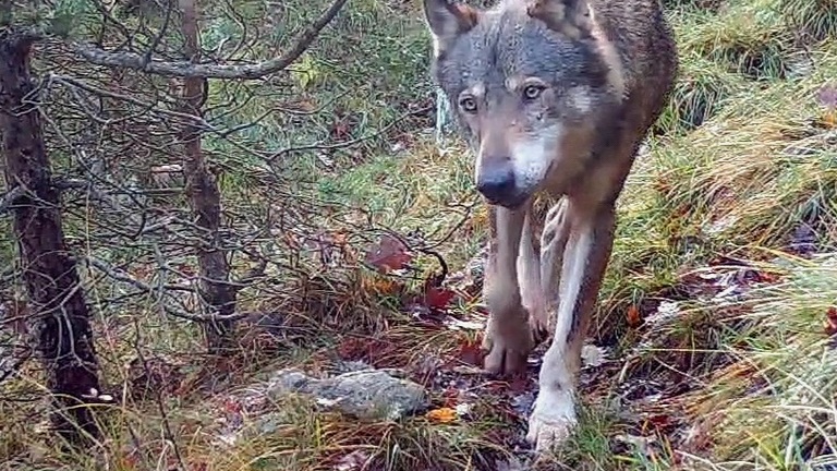 Monitoring wolf packs in the Boréon / Valdeblore / Venanson / Madone area to understand the movements, use of space and distribution of the packs present