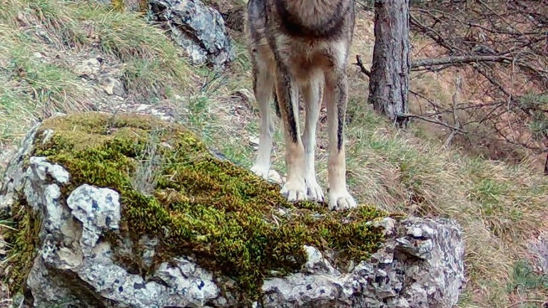 Open Science for Living with Wolves 