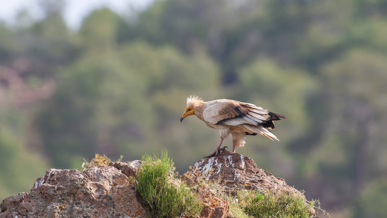 Dés-équipement des voies d’escalade non autorisées pour assurer la reproduction du vautour percnoptère dans le Luberon 