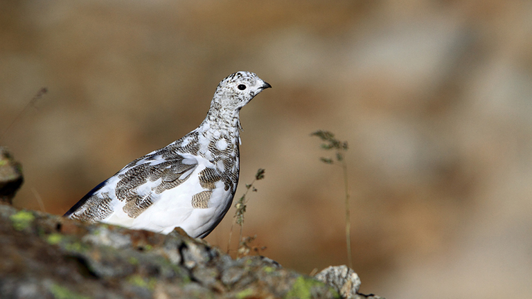 Amélioration de la connaissance et sensibilisation à la préservation des galliformes de montagne dans les Alpes-Maritimes