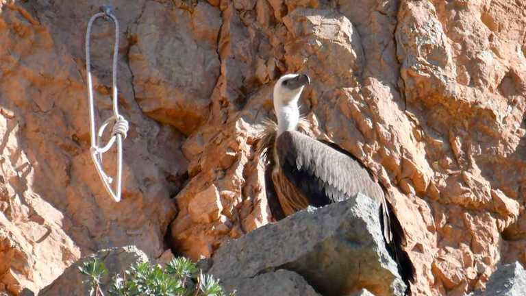 Natural rendering, a mutually beneficial cooperation between farmers and vultures 