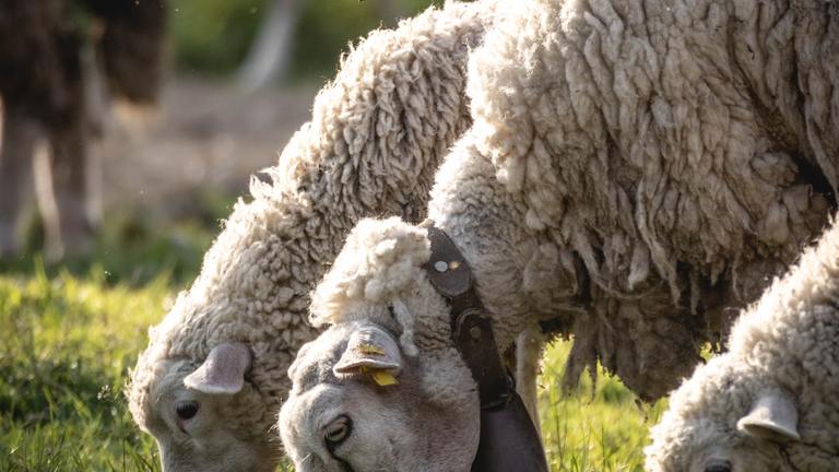 Études des perceptions, des attitudes et des motivations des éleveurs sur la conservation des vertébrés charognards dans les Alpes du Sud