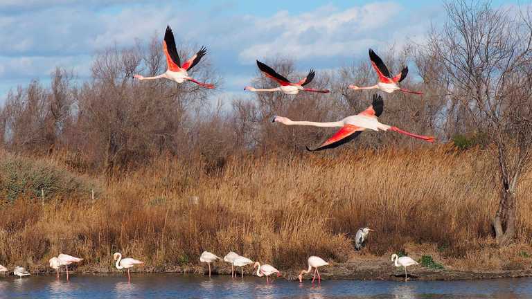 Penser et Agir pour la Coexistence humains faune sauvage dans les Territoires de biodiversité: Exemple de la Camargue (Projet PACTE Camargue) 