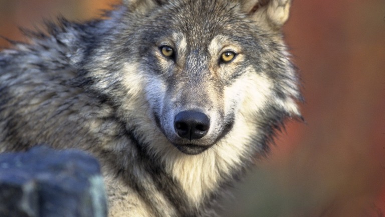 Local stakeholders’ (farmers, hunters and naturalists) perception of the extent of the wolf population in the Sainte-Victoire massif, and of its diet: comparison with data obtained by scientific monitoring 