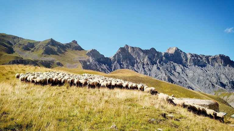 “Racontars montagnards”, creation of a comic strip on pastoral life in the Mercantour