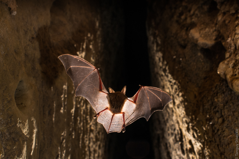 Study of the conflict of use between humans and bats on the Giens peninsula. Definition of a conservation strategy for the colony with users and local stakeholders through consultation