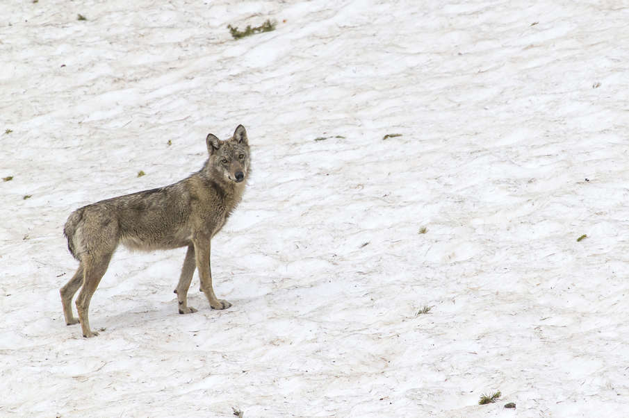Local stakeholders’ (farmers, hunters and naturalists) perception of the extent of the wolf population in the Sainte-Victoire massif, and of its diet: comparison with data obtained by scientific monitoring 