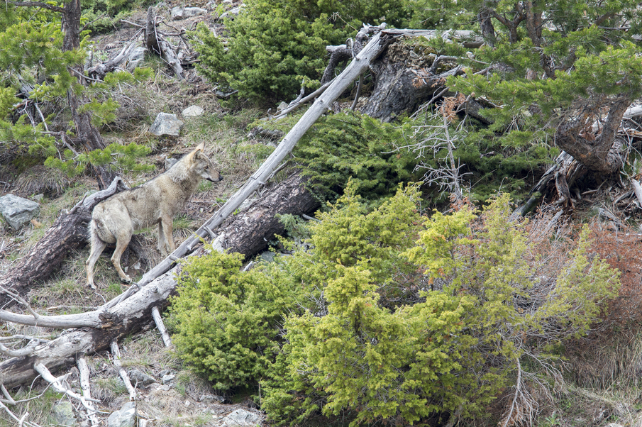 Open Science for Living with Wolves 