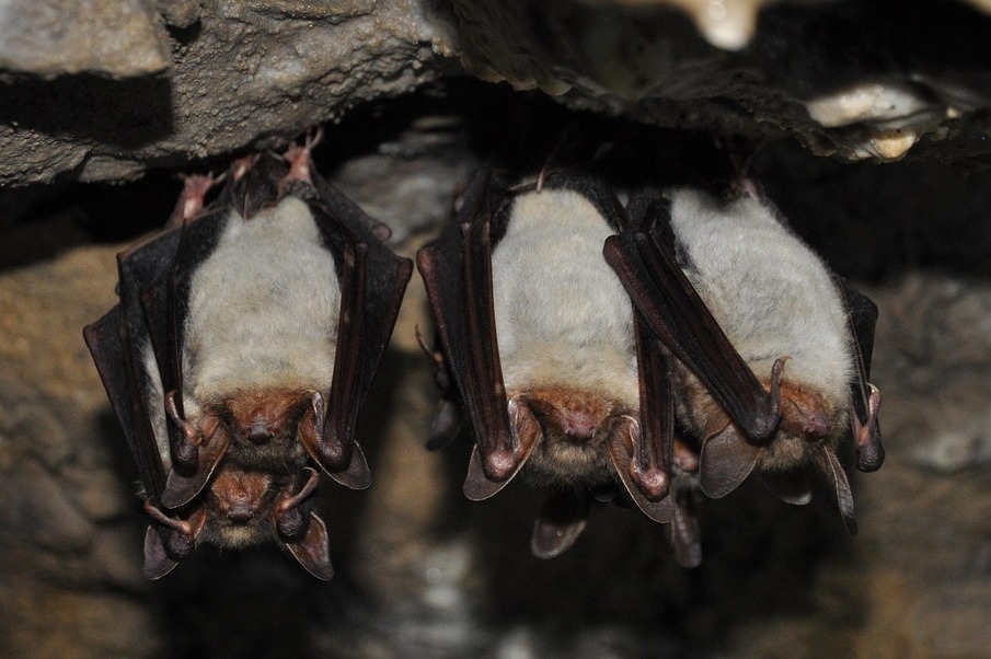 Give us back our bats! 