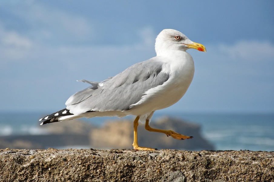 Improving cohabitation between the Yellow-legged Gull and humans in the southern Provence-Alpes-Côte d'Azur region