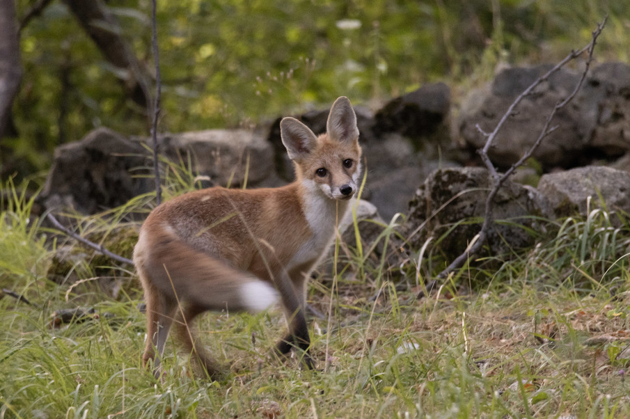 Towards a better understanding of the damage caused by Red Fox and small mustelids on farms in the Provence-Alpes-Côte d'Azur region