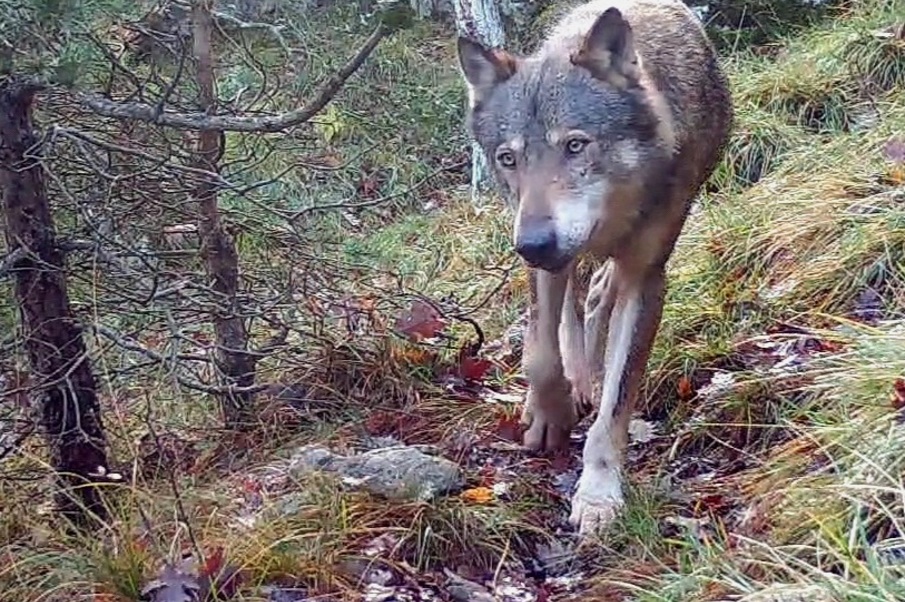 Monitoring wolf packs in the Boréon / Valdeblore / Venanson / Madone area to understand the movements, use of space and distribution of the packs present