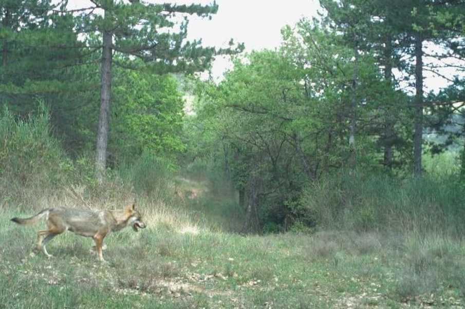 Élaboration d’outils de communication pour la médiation territoriale Loup & Pastoralisme du Parc Naturel Régional du Luberon