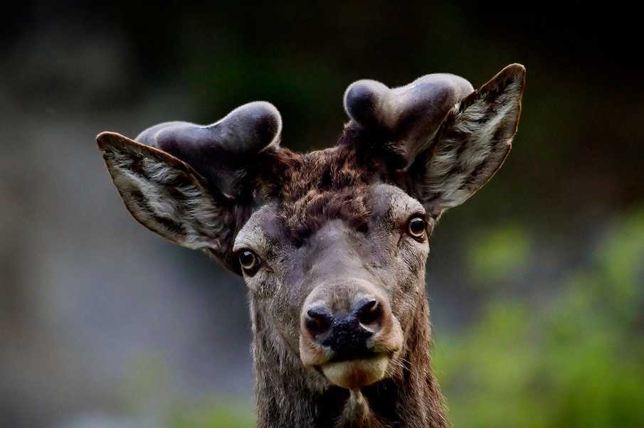 Libre y Salvaje: Documental poético sobre la fauna del Mercantour de 52 minutos