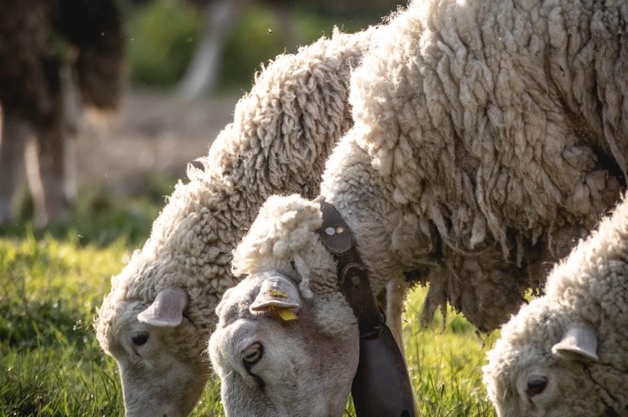 Études des perceptions, des attitudes et des motivations des éleveurs sur la conservation des vertébrés charognards dans les Alpes du Sud